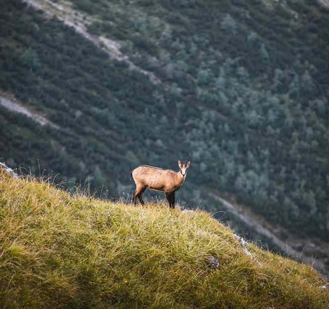 Gämse steht auf einer alpinen Wiese vor Bergkulisse