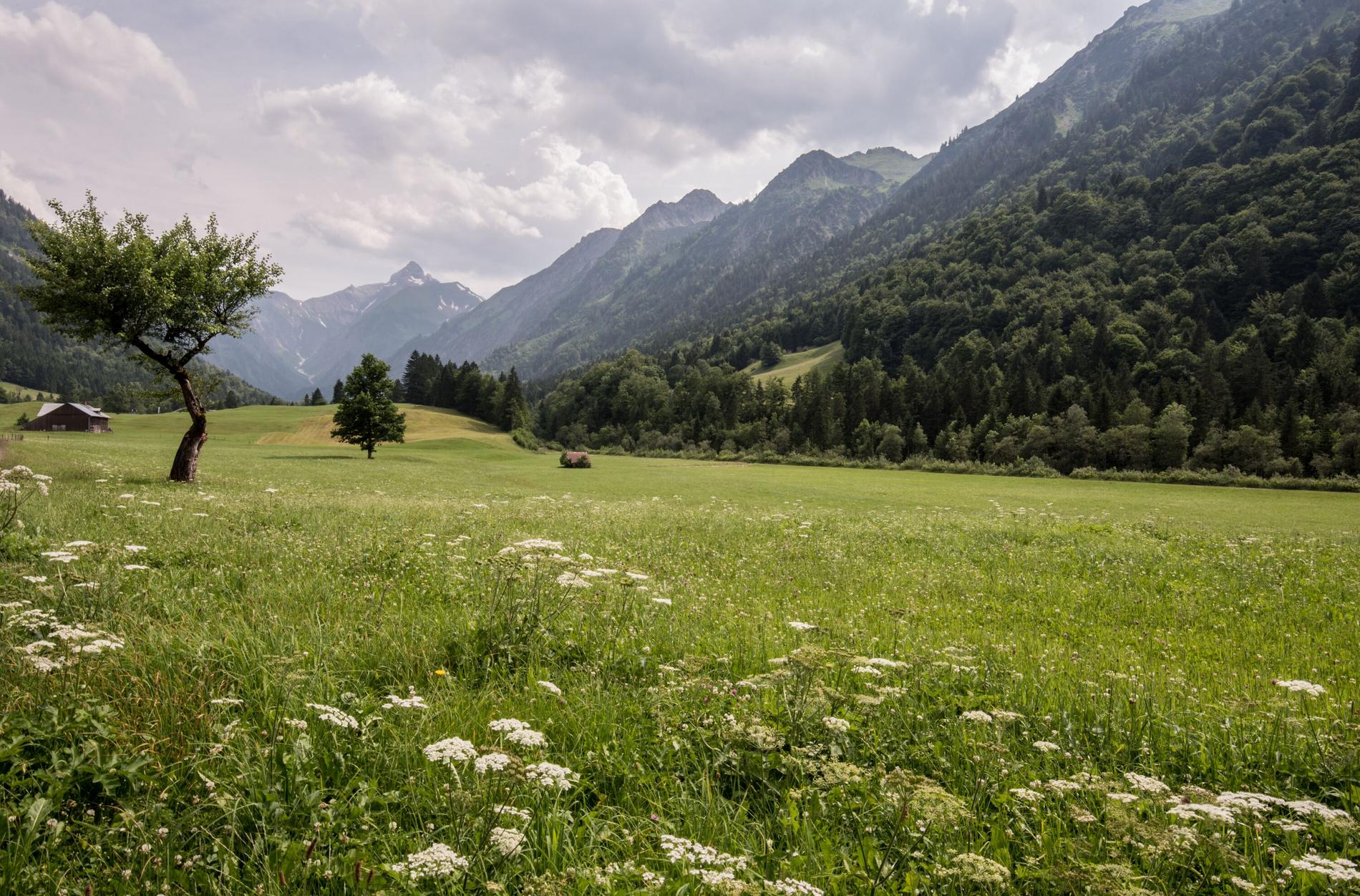 Allgaeu-saftige-Wiese-Natur-KraftquelleFANNY-Wellnesshotel-Allgaeu