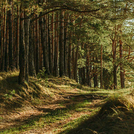 Waldweg mit Sonnenlicht im Allgäuer Wald