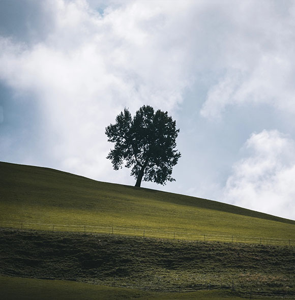 Einzelner Baum auf einer sanften Wiese im Allgäu